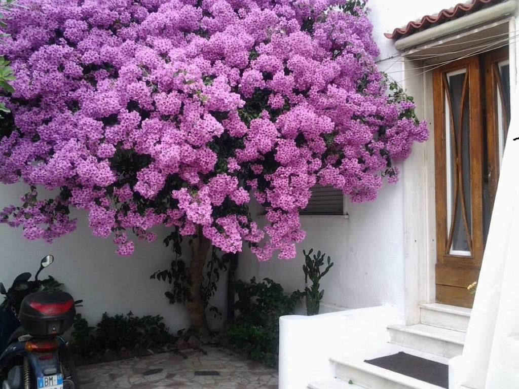 Villa Lea Viareggio Rom bilde